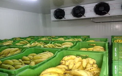 Banana Ripening Chamber